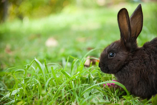 Lapin sur l'herbe — Photo