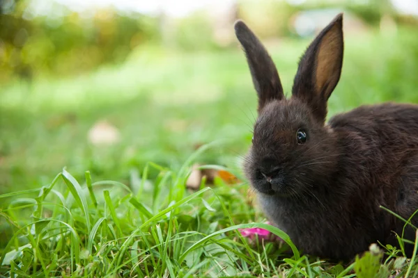 Kaninchen auf dem Gras — Stockfoto