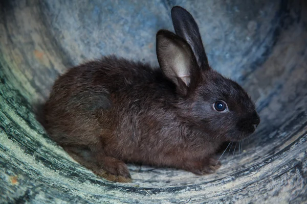 Kaninchen süß — Stockfoto