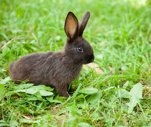 野兔在草地上 — 图库照片