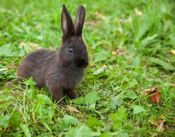 Králík na trávě — Stock fotografie