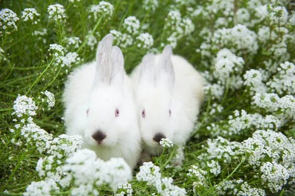 Lapins lapin mignon sur l'herbe à l'extérieur . — Photo