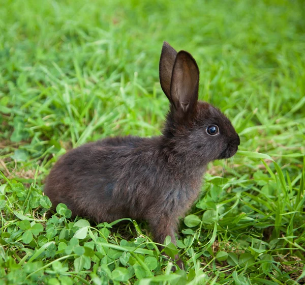 Lapin sur l'herbe — Photo