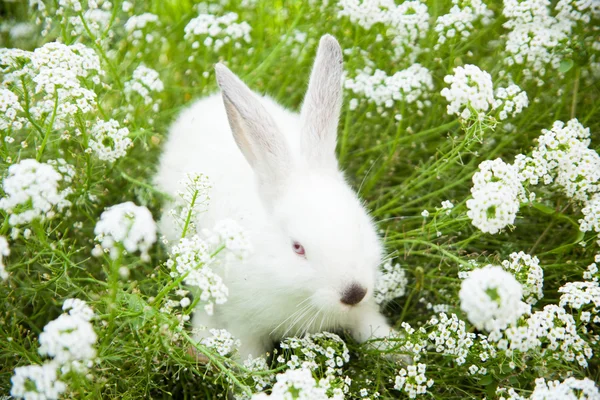 Kaninchen auf dem Gras — Stockfoto