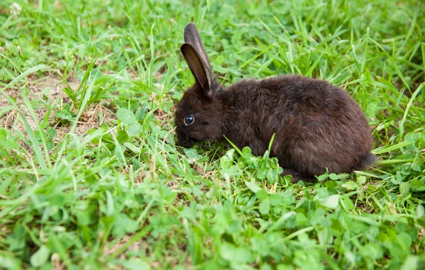 Conejo en la hierba — Foto de Stock