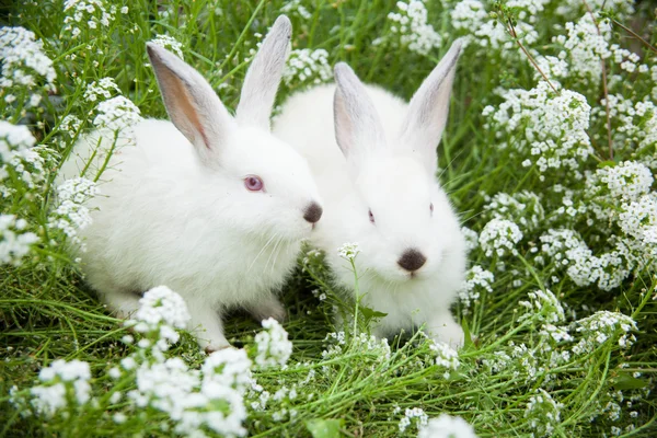 屋外の芝生の上にかわいいウサギ ウサギ. — ストック写真