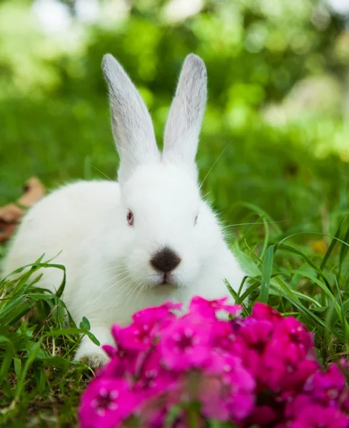 Rabbit on the grass — Stock Photo, Image