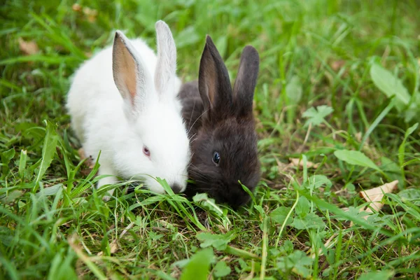 Кролик милий на траві на відкритому повітрі . — стокове фото