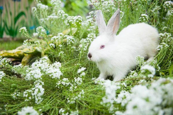 Lapin sur l'herbe — Photo