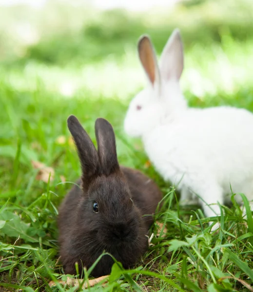 Króliki królik ładny na trawie na zewnątrz. — Zdjęcie stockowe