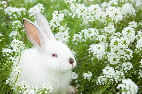 Kanin på gräset — Stockfoto