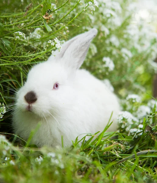 Lapin sur l'herbe — Photo