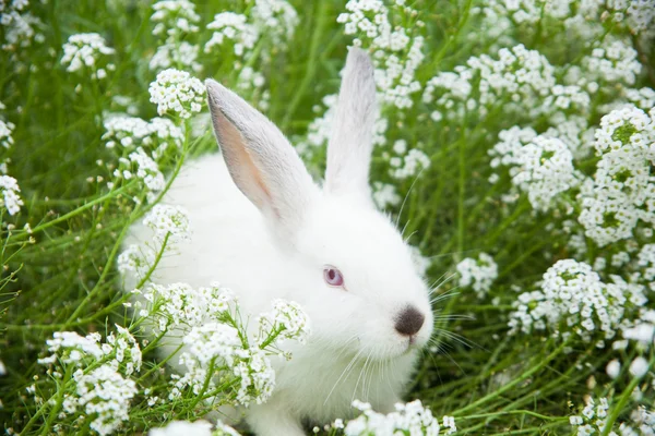 Coniglio sull'erba — Foto Stock