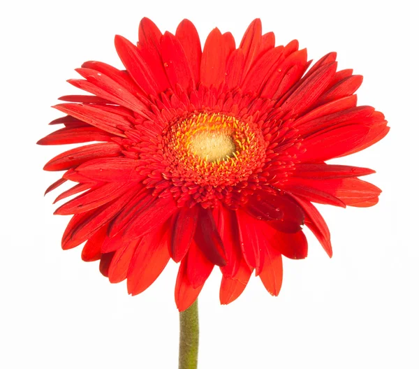 Red flower — Stock Photo, Image