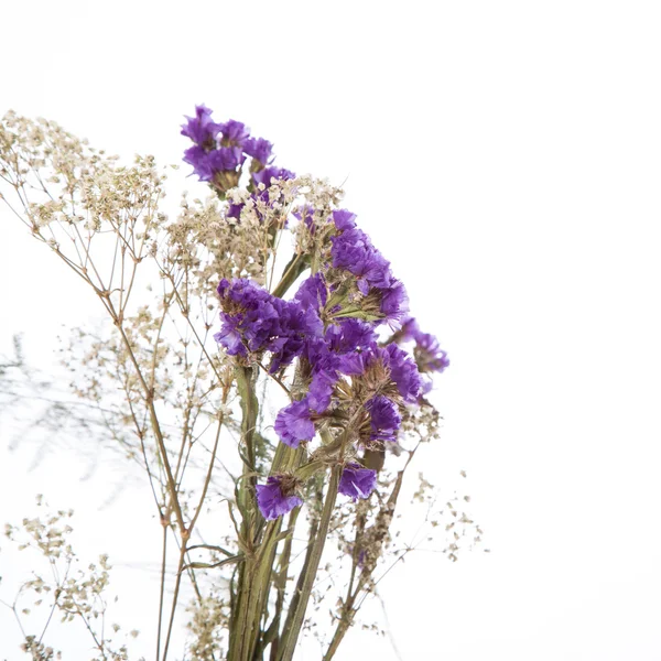 Schöne Blumen — Stockfoto