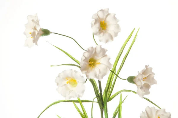 Vackra blommor — Stockfoto