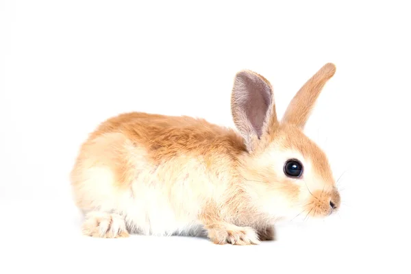 Rabbit isolated on white background — Stock Photo, Image