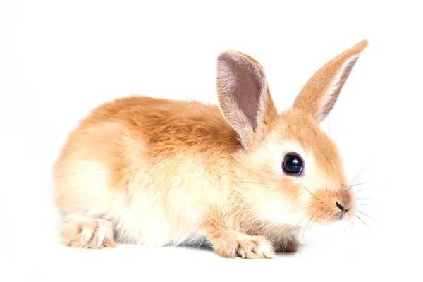 Lapin isolé sur fond blanc — Photo