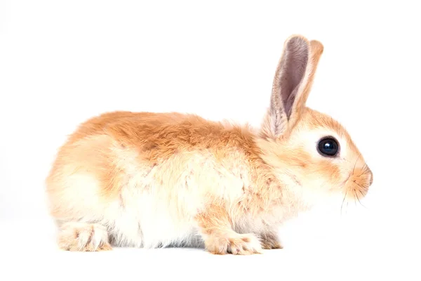 Rabbit isolated on white background — Stock Photo, Image