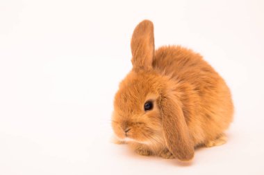 Şirin tavşan komik tavşan portresi stüdyosu