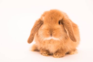 Şirin tavşan komik tavşan portresi stüdyosu