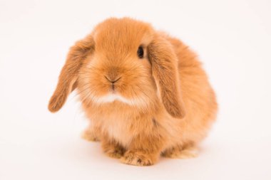 Şirin tavşan komik tavşan portresi stüdyosu