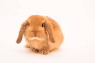 Şirin tavşan komik tavşan portresi stüdyosu