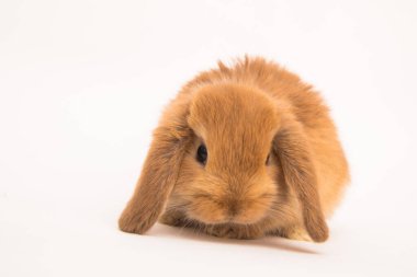 Şirin tavşan komik tavşan portresi stüdyosu