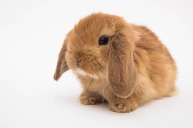 Şirin tavşan komik tavşan portresi stüdyosu