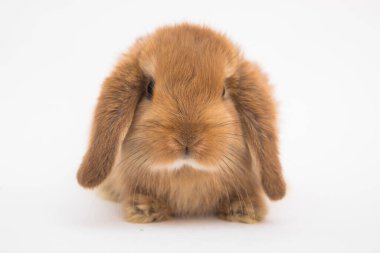 Şirin tavşan komik tavşan portresi stüdyosu