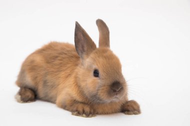 Şirin tavşan komik tavşan portresi stüdyosu