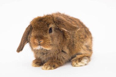 Şirin tavşan komik tavşan portresi stüdyosu