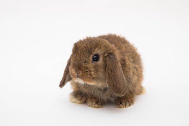 Şirin tavşan komik tavşan portresi stüdyosu