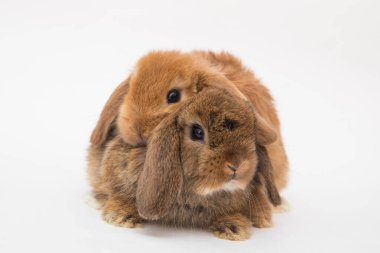 Şirin tavşan komik tavşan portresi stüdyosu