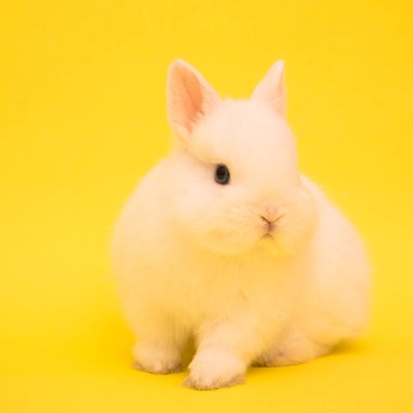 Şirin tavşan komik tavşan portresi stüdyosu