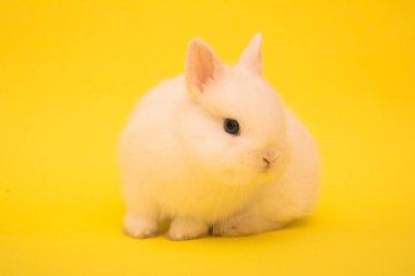 Şirin tavşan komik tavşan portresi stüdyosu