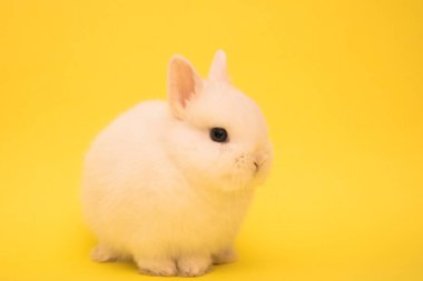 Şirin tavşan komik tavşan portresi stüdyosu