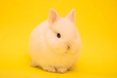 Şirin tavşan komik tavşan portresi stüdyosu