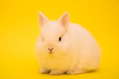 Şirin tavşan komik tavşan portresi stüdyosu