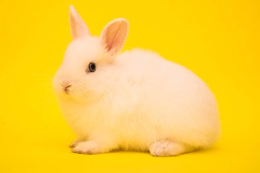 Şirin tavşan komik tavşan portresi stüdyosu