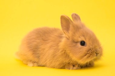 Şirin tavşan komik tavşan portresi stüdyosu