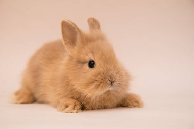 Şirin tavşan komik tavşan portresi stüdyosu