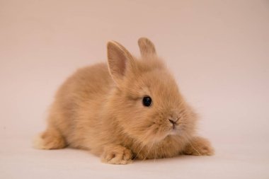 Şirin tavşan komik tavşan portresi stüdyosu