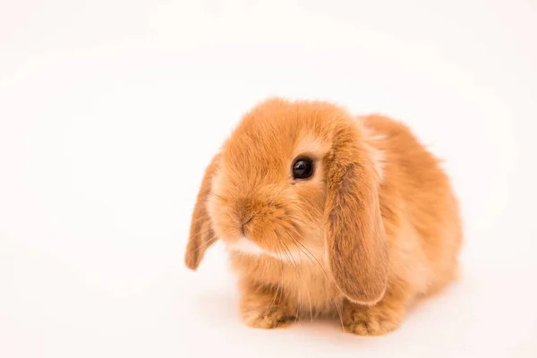 Mignon Lapin Drôle Studio Portrait Lapin — Photo