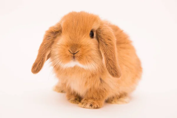 Cute Króliczek Śmieszne Królik Portret Studio — Zdjęcie stockowe