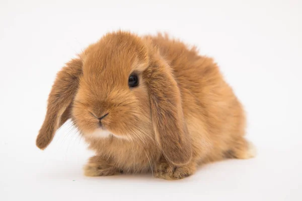 Cute Króliczek Śmieszne Królik Portret Studio — Zdjęcie stockowe