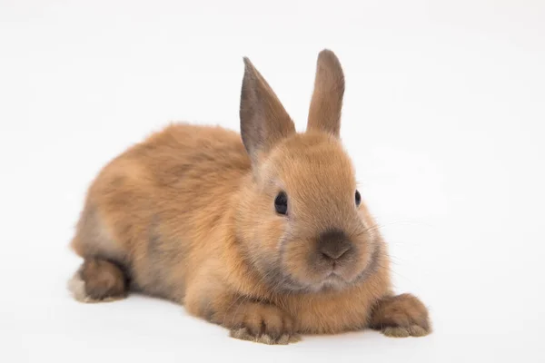 Netter Hase Lustige Kaninchen Portrait Studio — Stockfoto