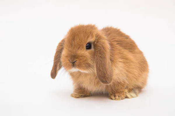 可爱的兔子有趣的兔子肖像工作室 — 图库照片