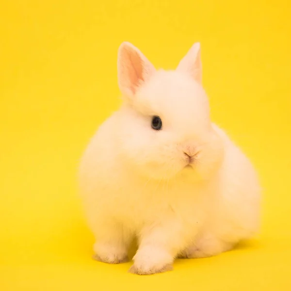 Netter Hase Lustige Kaninchen Portrait Studio — Stockfoto