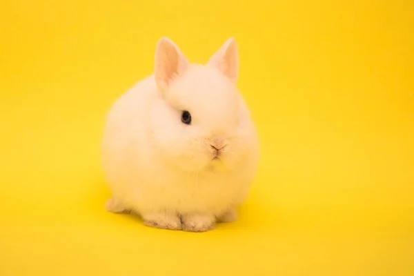 可爱的兔子有趣的兔子肖像工作室 — 图库照片